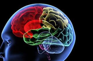 How different drugs affect the brain