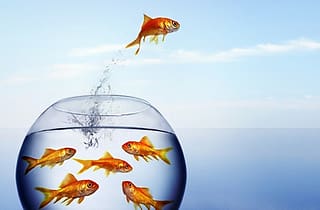 goldfish jumping out of bowl