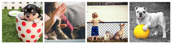 Benefits of owning a Pet in Addiction Recovery